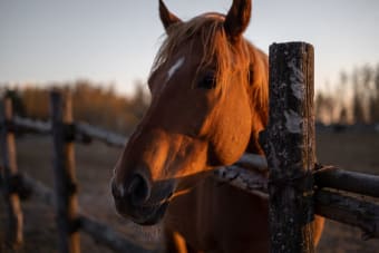 Equine Dentistry: Signs of Dental Problems in Horses