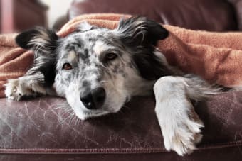 What is parainfluenza in dogs?