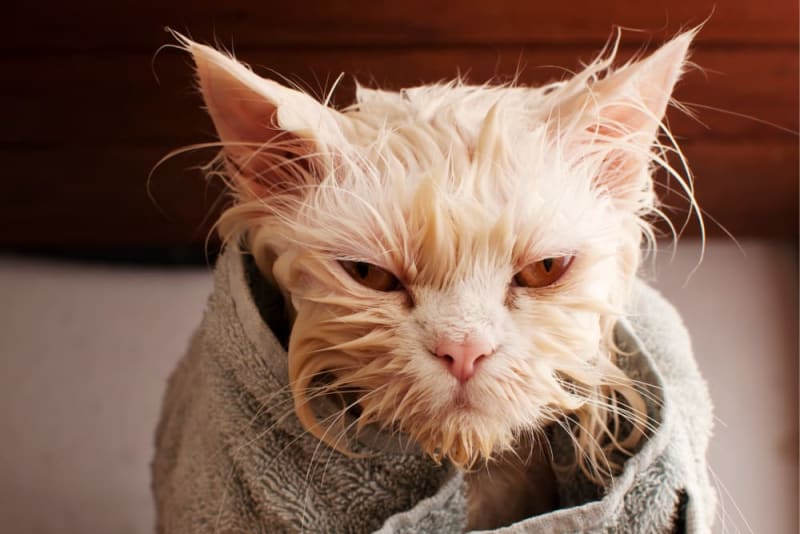 Bathing Cats: How Often You Should Do It