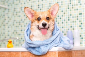 How Often Should I Bathe My Dog?