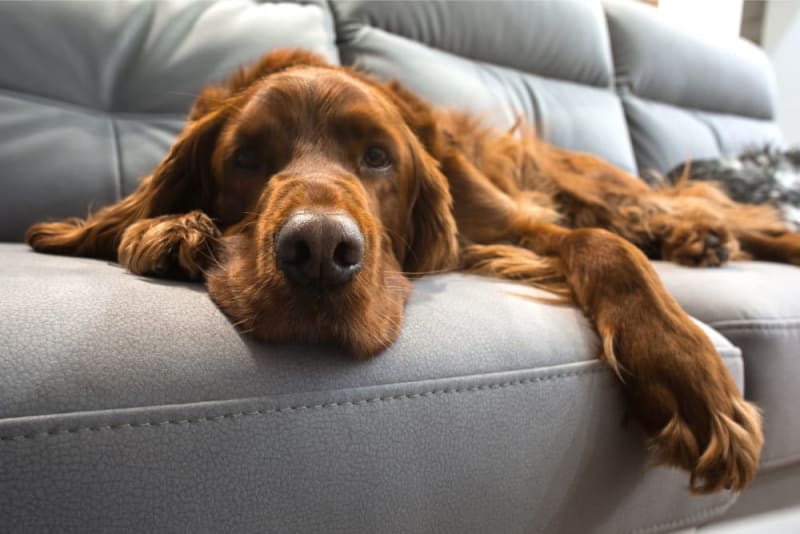 Joint Pain in Dogs Signs, Causes, & Treatment Farmington Hills Vets