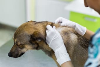 Melanoma in Dogs - Symptoms, Causes, & Treatments