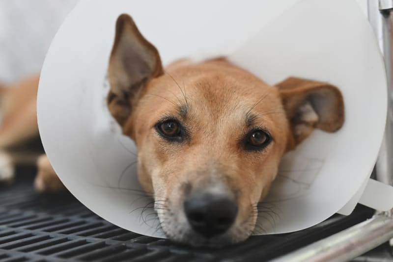 TPLO Surgery in Dogs | Bonita Springs Vets