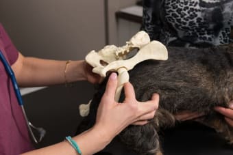 Hip Dysplasia in Dogs - Treatment & Prevention