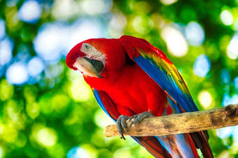 The Best Talking Birds to Have as Pets