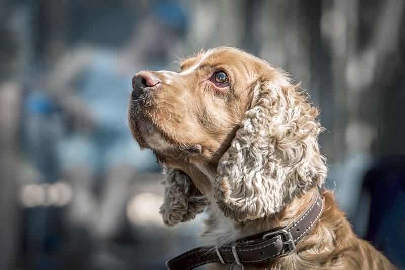 Kidney Disease in Dogs Berkeley Dog & Cat Hospital