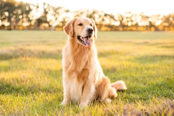 Best Dog Breeds for Kids