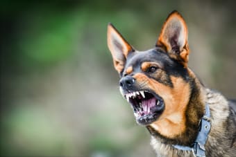 Rabies in Dogs