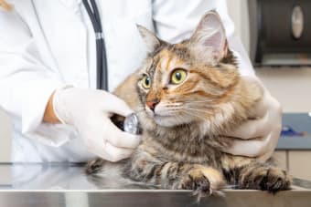 Hypertrophic Cardiomyopathy in Cats