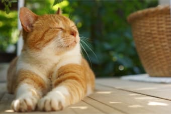 What You Need To Know About Cat Acupuncture