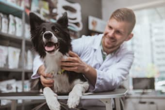 Making the Most of Your Pet's Routine Exam: What to Ask Your Vet