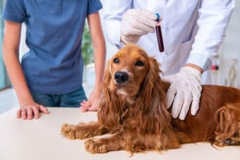 Understanding Blood Tests for Dogs