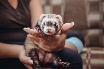 5 Key Points of Exotic Pet Care