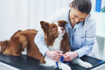 Routine Vet Exams - Why Are Regular Veterinary Checkups Important?