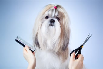 Signs That your Dog Needs Grooming