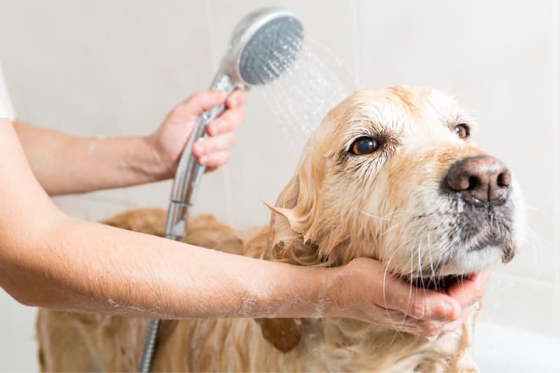 Grooming & Anxiety in Dogs: What to Do & How to Help