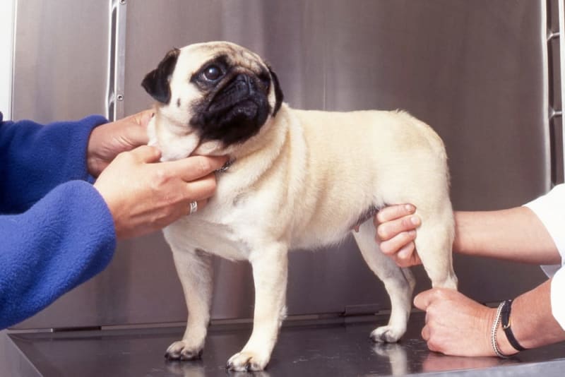 Dog Hip Dysplasia Surgery Bonita Springs Vets