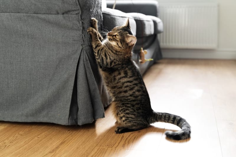 View of Signs of Pain in Cats | Pico Rivera Vet