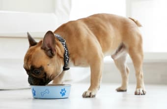 The Best Bulldog Food & Diet