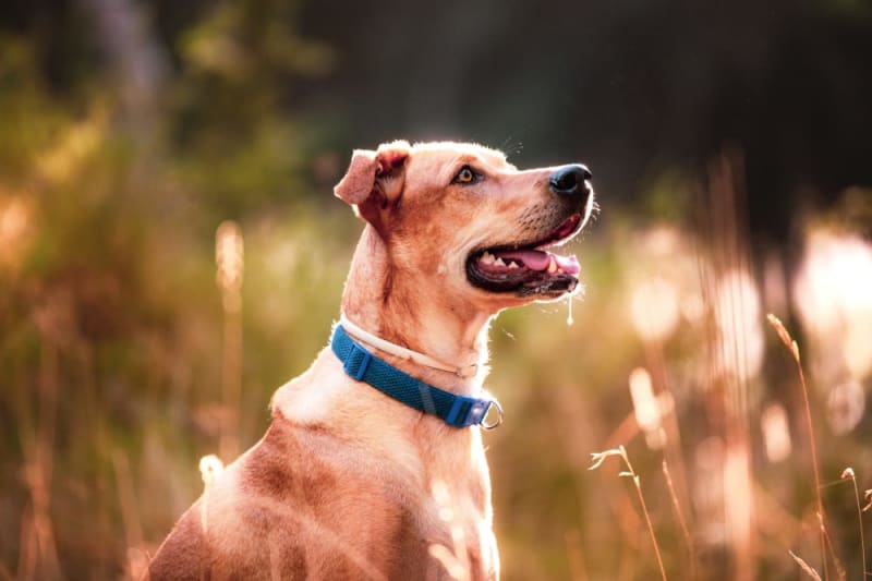 Why is my dog drooling? Los Angeles Vets