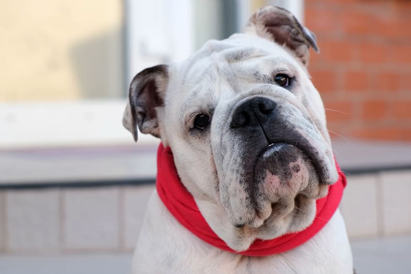 Help! My Dog Ingested Antifreeze. What Should I Do? Somerset County