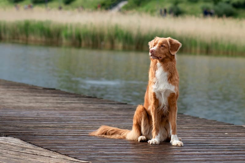 What is Addison's Disease in dogs? | Orange County Vet