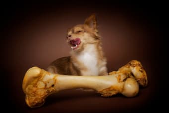 Can dogs eat bones safely?