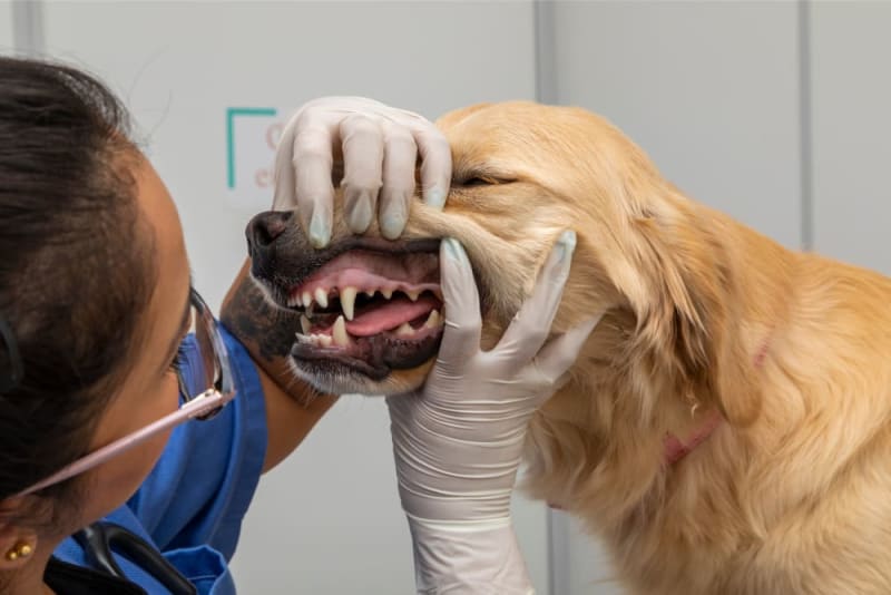 Signs Your Dog Needs Dental Cleaning Wisconsin Dells Vets