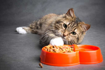 Pet Eating Problems: Why Won't My Cat Eat?