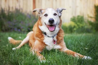 Senior Dog Age: At what age is my dog considered a senior?