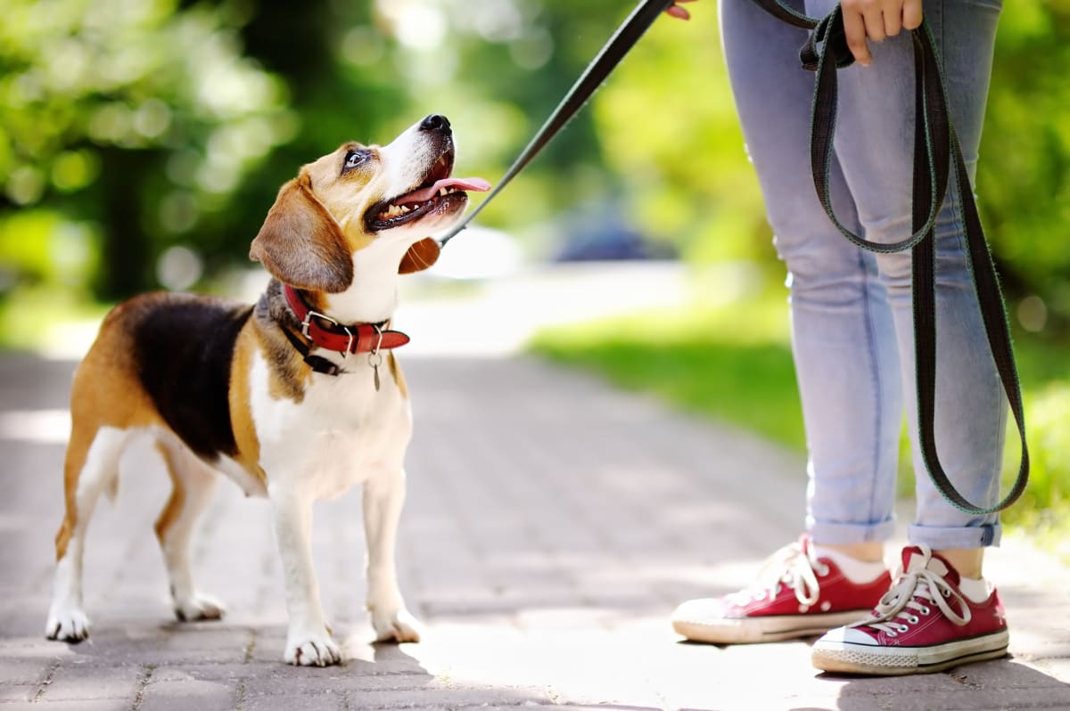 Dog Hip Dysplasia Surgery