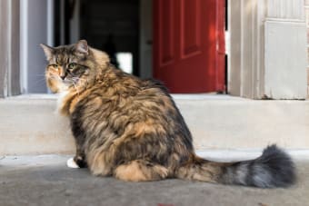 Is Your Cat Overweight? Signs, Symptoms & What to Do