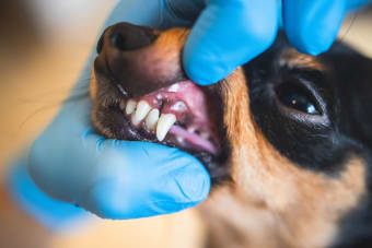 Common Dental Problems in Dogs