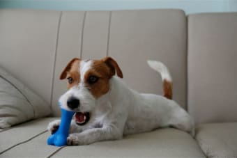 Puppy Teething: Tips & Tricks