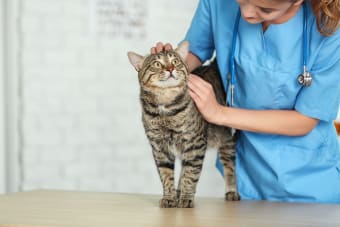 How Often Do You Take a Cat to the Vet?