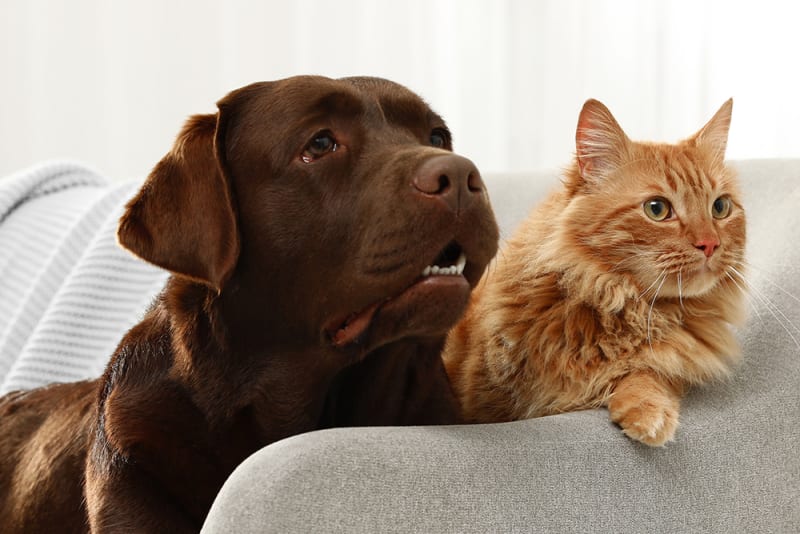 Pet Endoscopy What It Is & When It Is Used Orange County Vets