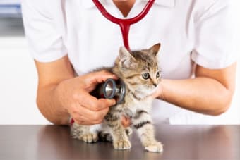 Kitten's First Vet Visit: What to Expect