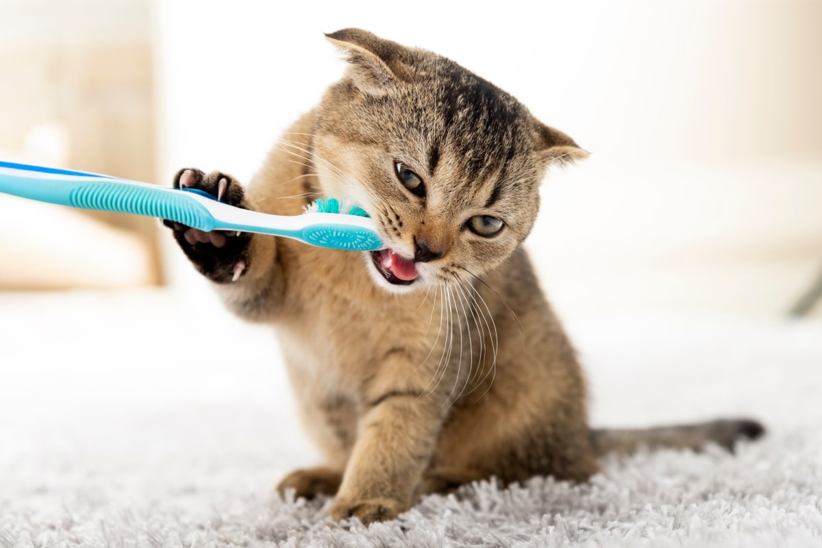 Gingivitis in Cats: Symptoms, Causes & Treatments