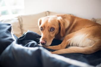 Chronic Pain Conditions in Dogs