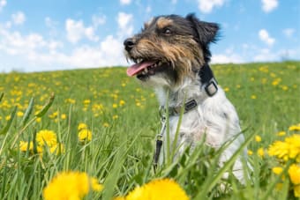 Holistic Care: About Homeopathic Treatments in Pets