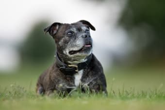 How to Take Care of a Senior Dog: Tips & Advice