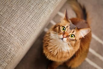 Why does my cats breath smell bad?