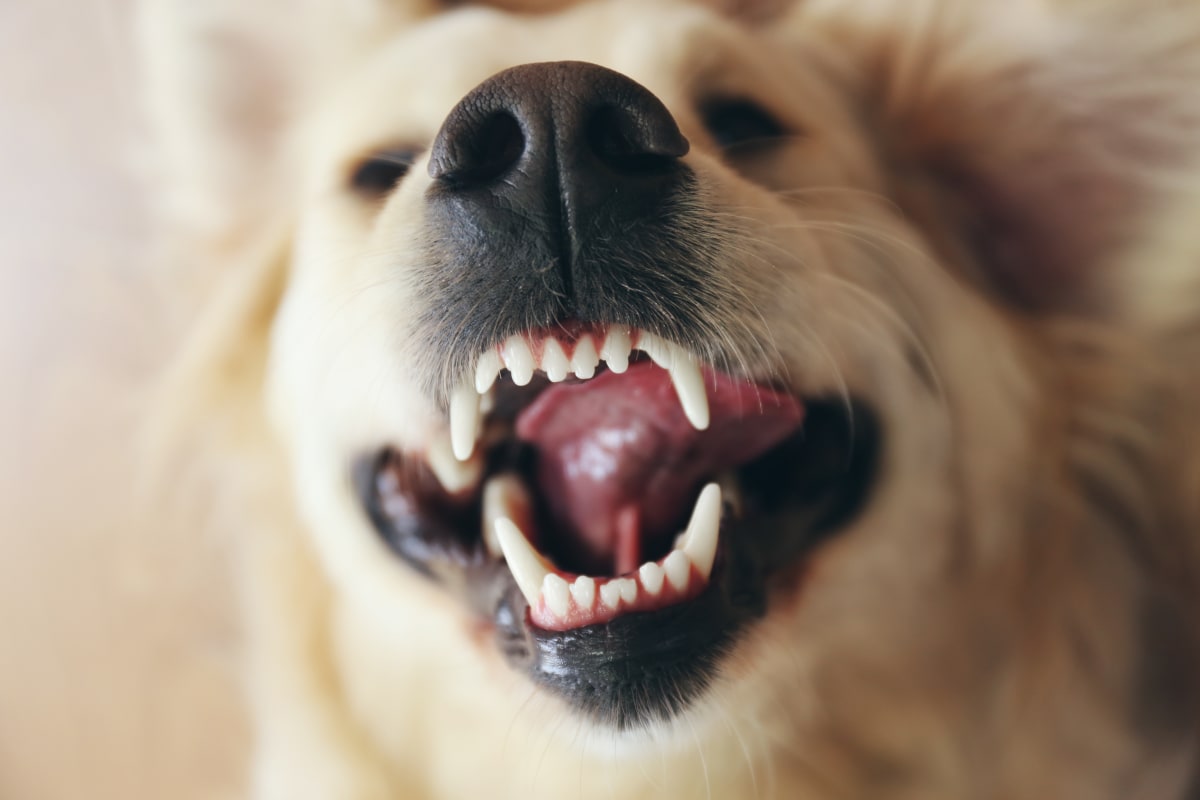 Best Food for Canines Dental Health
