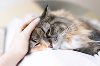 Cat Laryngitis: Symptoms & Treatment