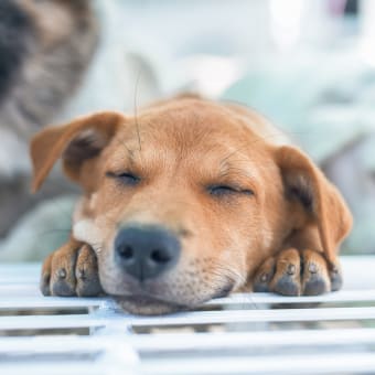 Narcolepsy in Dogs - Symptoms & Treatment