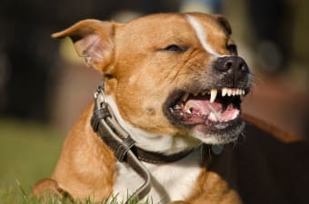 Dog Tooth Extractions: What To Expect