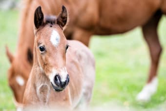 How do Horses Mate?