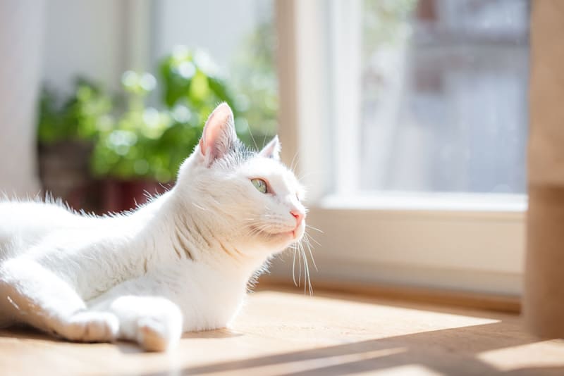 Should I get my indoor cat vaccinated? Laguna Beach Vets