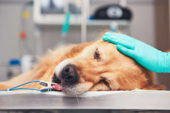 Anesthesia for Dogs