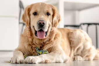 A Pet Parent's Guide to Dog Anesthesia